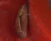 Cyclophora sp.
